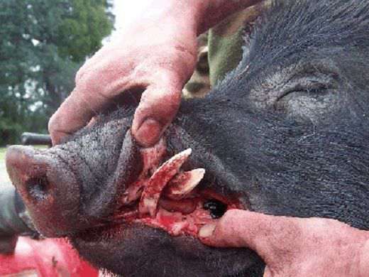 Wild Boar Kills a Man in Morocco