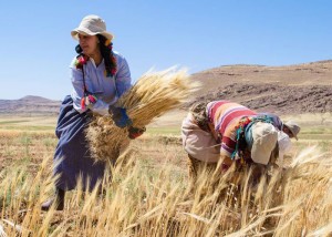 Moroccan Women Harvesting Wheat Crop.