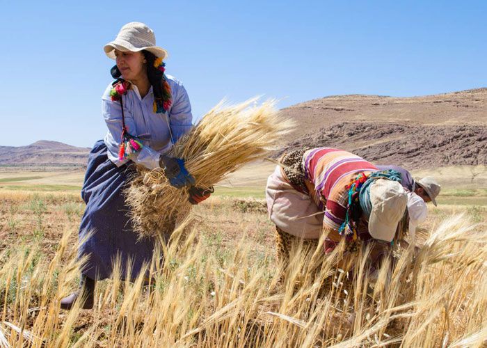 Image from Archive. Moroccan Women Harvesting Wheat Crop.