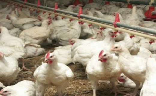 poultry in Morocco.