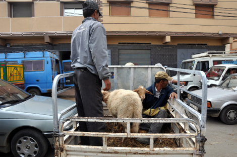 Moroccan citizen transporting his newly-bought sacrifice sheep.