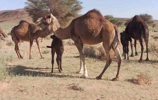 camels revenge.